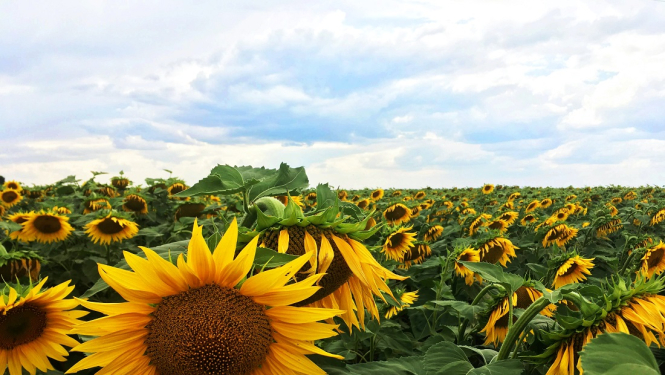 Ilustratīvs attēls ar saulespuķēm