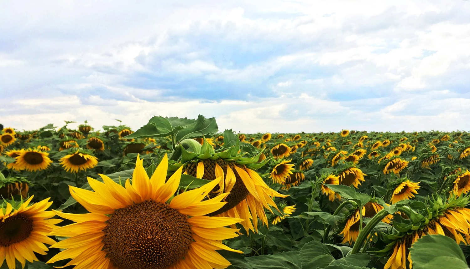 Ilustratīvs attēls ar saulespuķēm